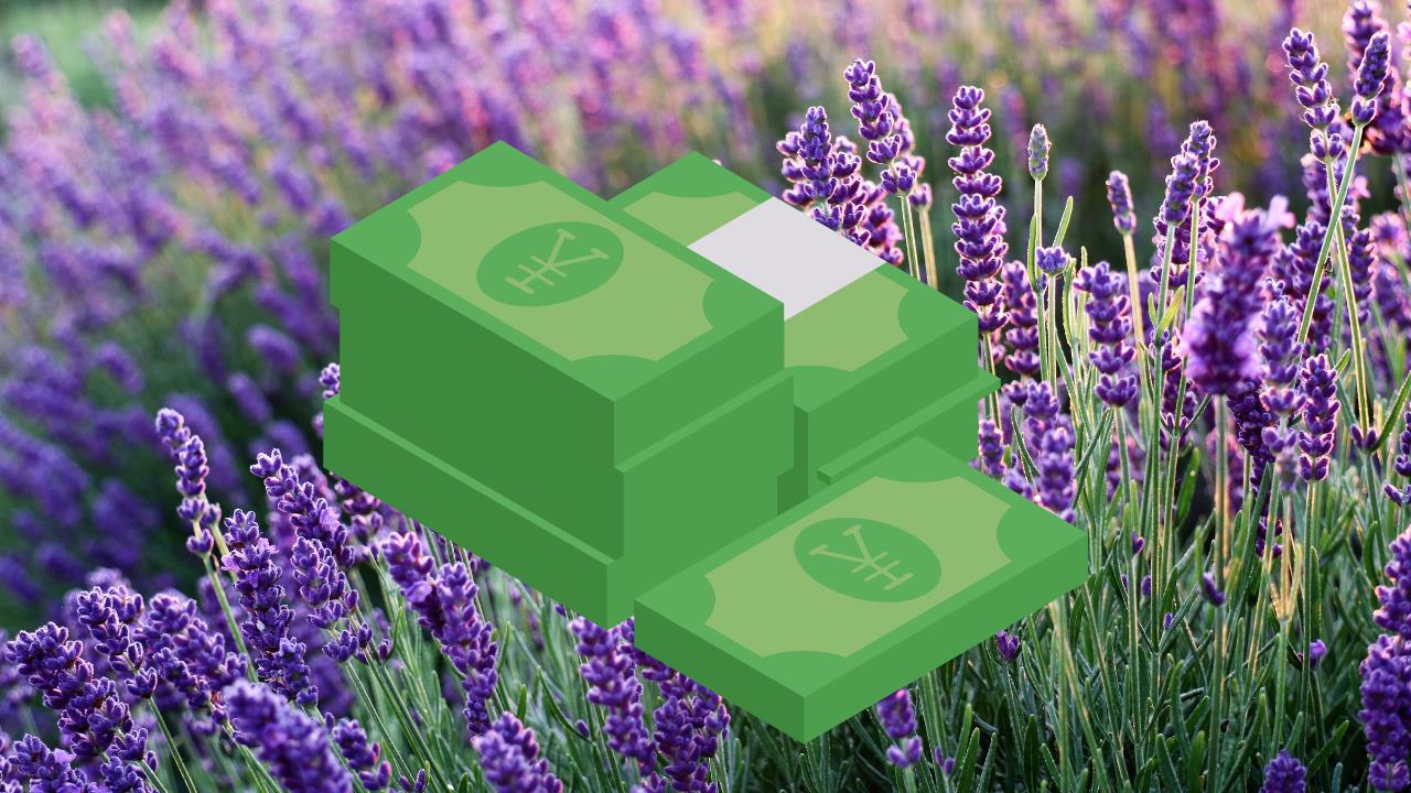 Dónde poner la lavanda para atraer dinero y buena suerte en 2025